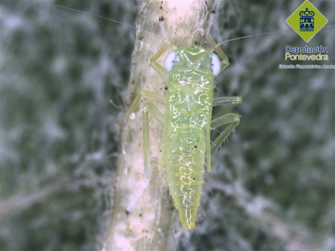 Cicadelidos - Ciccadellidae - Cicadelidos >> Ninfa de Empoasca vitis en hoja de albariño.jpg